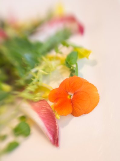 Slow Food Hotel Maier Salatgenuss in Friedrichshafen Hotel Maier Salat Fruehlingsgefuehl