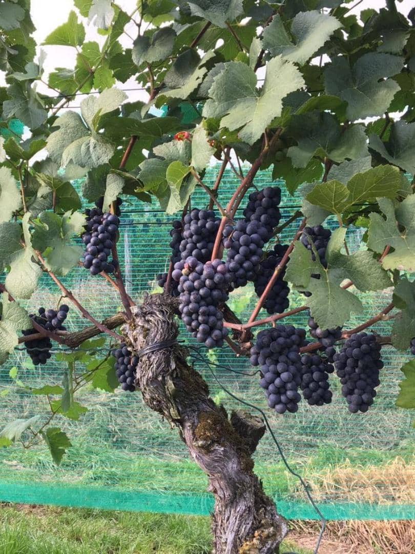 Trauben Ernte Friedrichshafen Weinernte Trauben