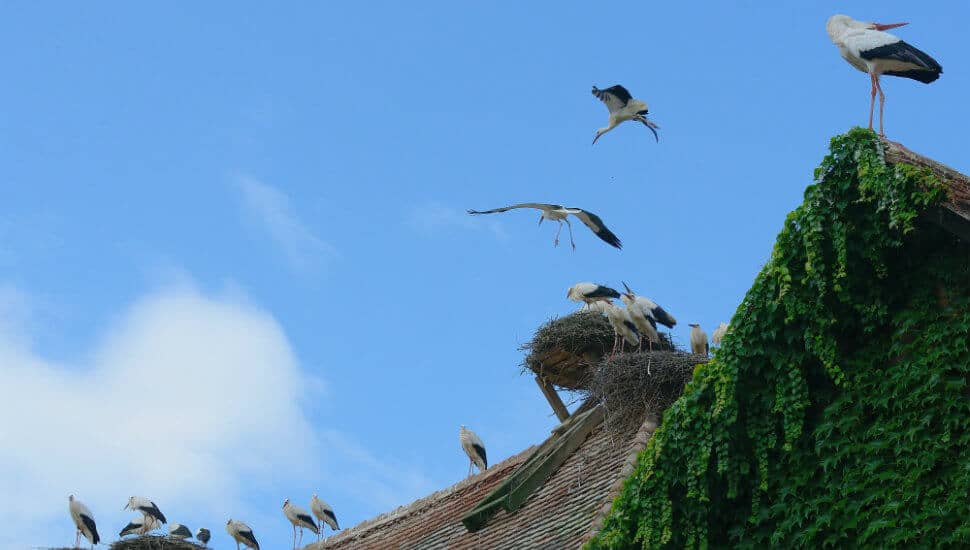 Affenberg Aussicht Stoerche